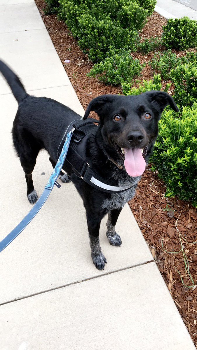 cstratton35's tweet image. My dog Ace got out of our backyard in Shadyside. 50 lbs lab heeler mix, currently doesn’t have a collar on. If anyone in the area has seen him please reach out. My family would be very appreciative, thank you!