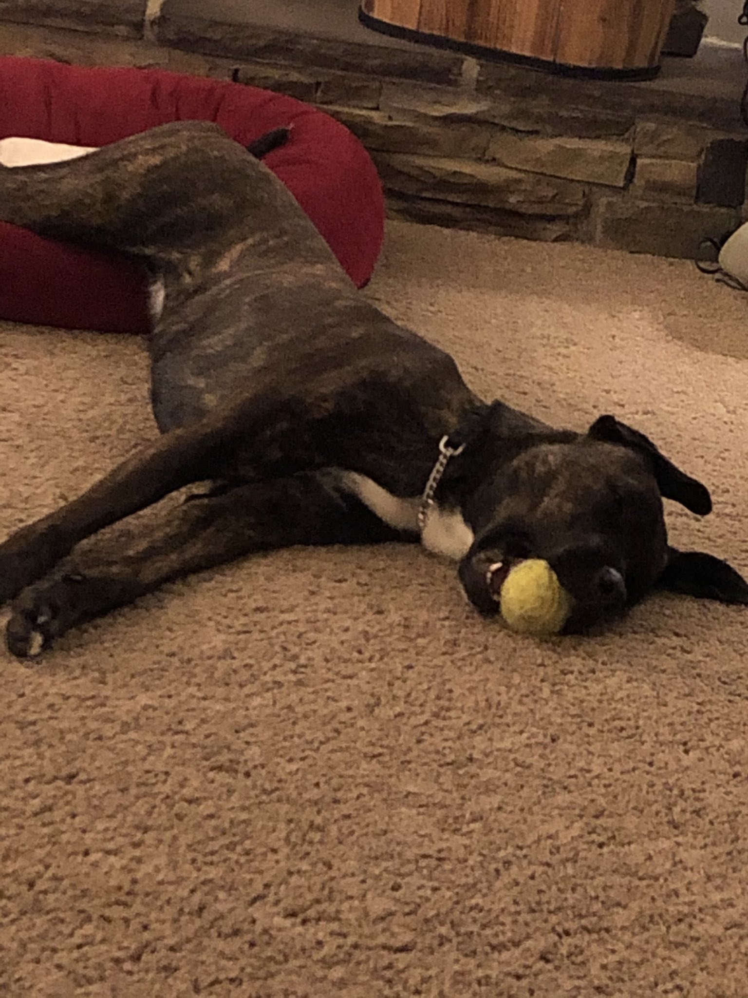 Why Do Dogs Sleep With Toys In Their Mouth
