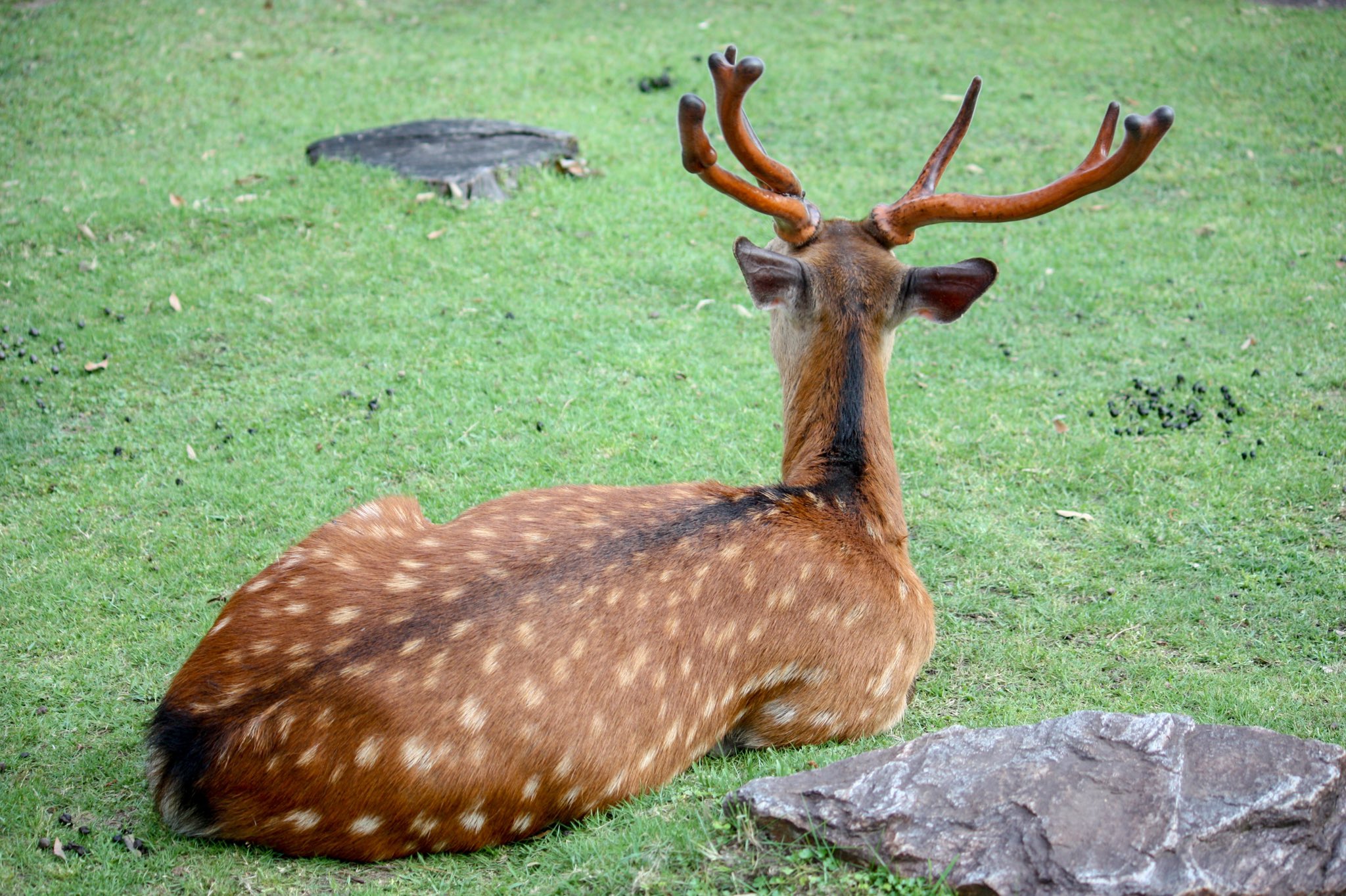 ホテル日航奈良【公式】 on X: 