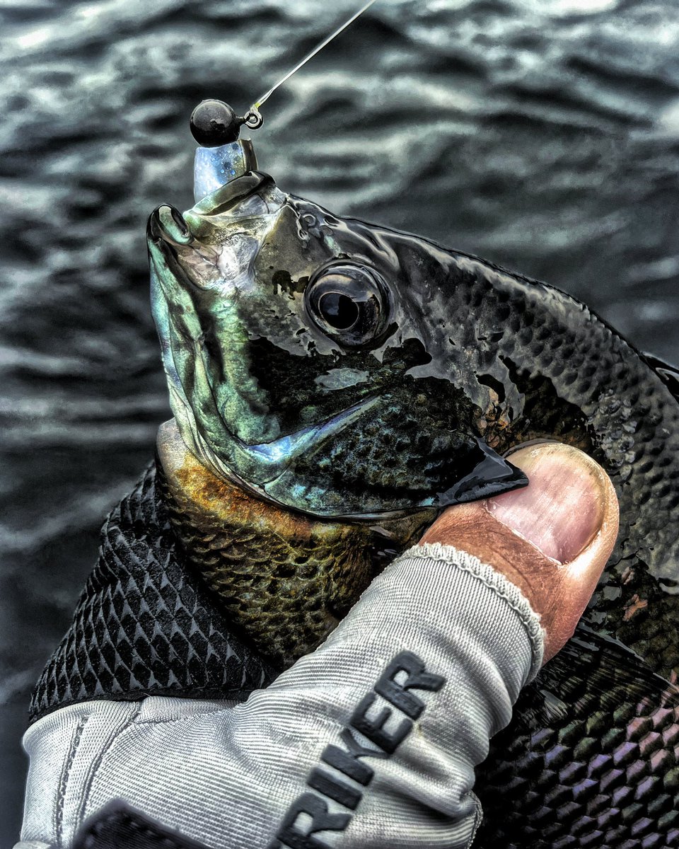 FishHardDave's tweet photo. Ever wonder why they call them Bluegills? Beautiful especially males in their spawning colours! They loved eating the @zmanfishingproducts Slim SwimZ rigged on a @ultra_tungsten ball jig on 4 lbs. @sunline_america Sniper FC! #PanfishFun #UltraTungsten #Sunline #ZManFishing https://t.co/AzxgZSiigg
