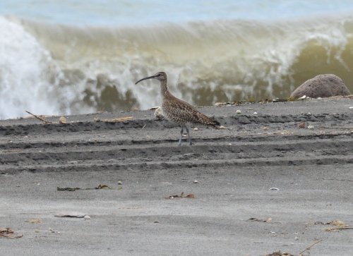 Kurilskiy's tweet photo. 25.05.2021 года. Средний кроншнеп (Numenius phaeopus (Linnaeus, 1758). Восточное побережье полуострова Весловский. о. Кунашир. Автор фото Александр Яковлев. https://t.co/W9MpFBFHC9