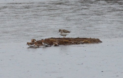 Kurilskiy's tweet photo. 25.05.2021 года. Мородунка (Xenus cinereus (Guldenstadt, 1775) и песочник-красношейка (Calidris ruficollis (Pallas, 1776). Устье р. Рикорда, полуостров Весловский, о. Кунашир. Автор фото Александр Яковлев https://t.co/dbYvFMAtdE