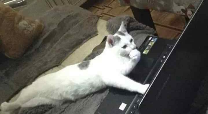Macbel44's tweet photo. César Prieto viendo todos los memes que le hemos hecho: https://t.co/egwsFebnFU