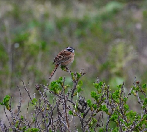 Kurilskiy's tweet photo. 21.05.2021 г. Красноухая овсянка (Emberiza cioides  (Brandt, 1843). Устье р. Валентины (п. Третьяково), о. Кунашир. Автор фото Александр Яковлев https://t.co/SUQB4xuN7W