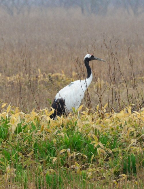 Kurilskiy's tweet photo. 25.05.2021 года. Японский журавль (Grus japonensis (Muller, 1776), полуостров Весловский, о.Кунашир. Самка журавля "Белая", окольцованная в 2018 году. Автор фото Александр Яковлев. https://t.co/WNNZjvlYeO