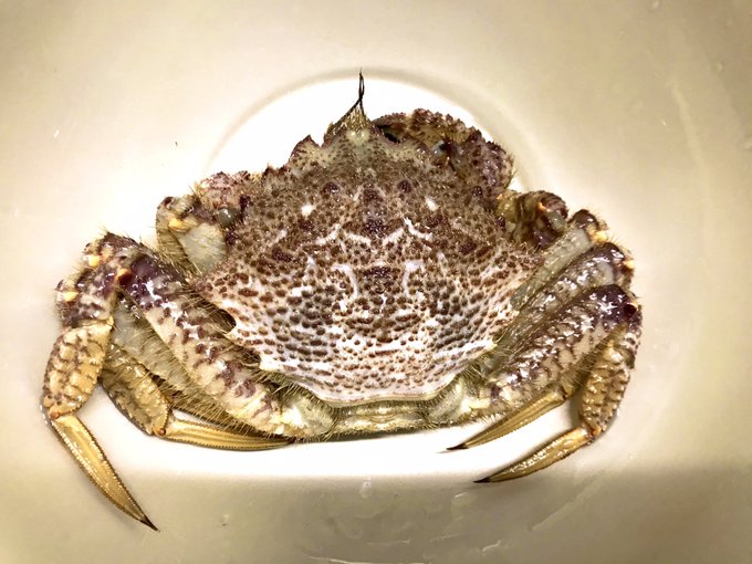 クリガニのtwitterイラスト検索結果