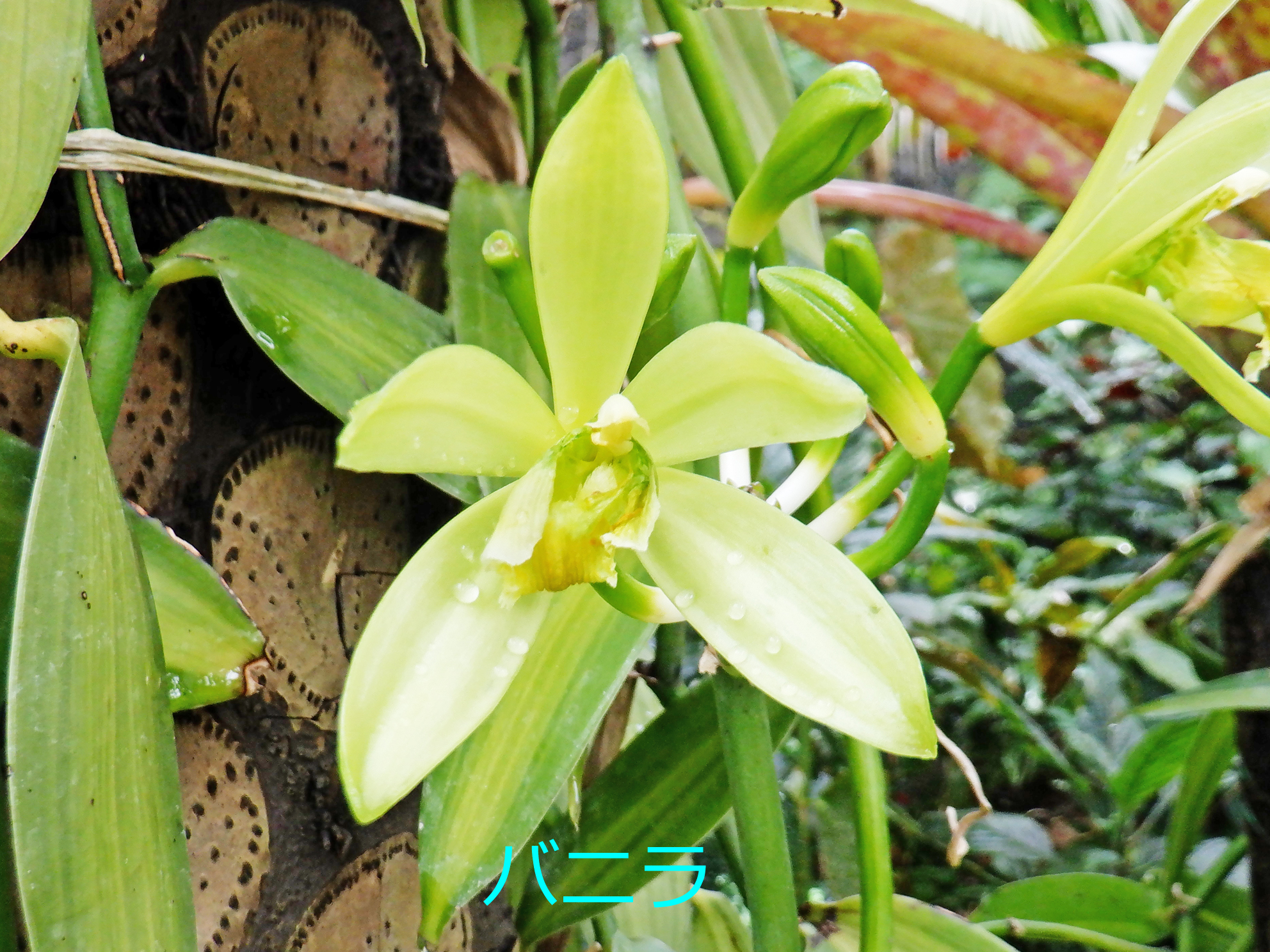 تويتر 新宿御苑 自然情報 على تويتر 温室でバニラの花が開花しました メキシコなどが原産のラン科のつる植物 アイスクリームの香料としても有名です カラフルな鳥のくちばしのようなヘリコニア ゴムフィアも咲いています 温室の最新開花情報 T Co