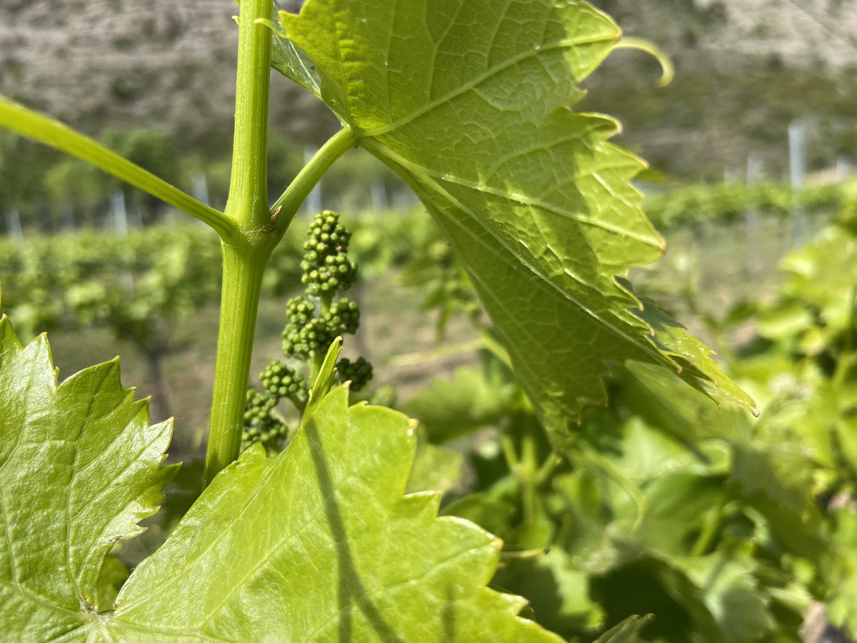 rtroyano's tweet photo. Pau, calma, quietud... Vinyes a + de 950 mts d’alçada a recer del Roc de #Pessonada i amb vistes al pantà de Sant Antoni. Un projecte transformador de vins naturals d’una família emprenedora q retorna la vinya al paisatge pirinenc #vitipirineu #vinspirineus #vicatalà https://t.co/F0qIejQjCL