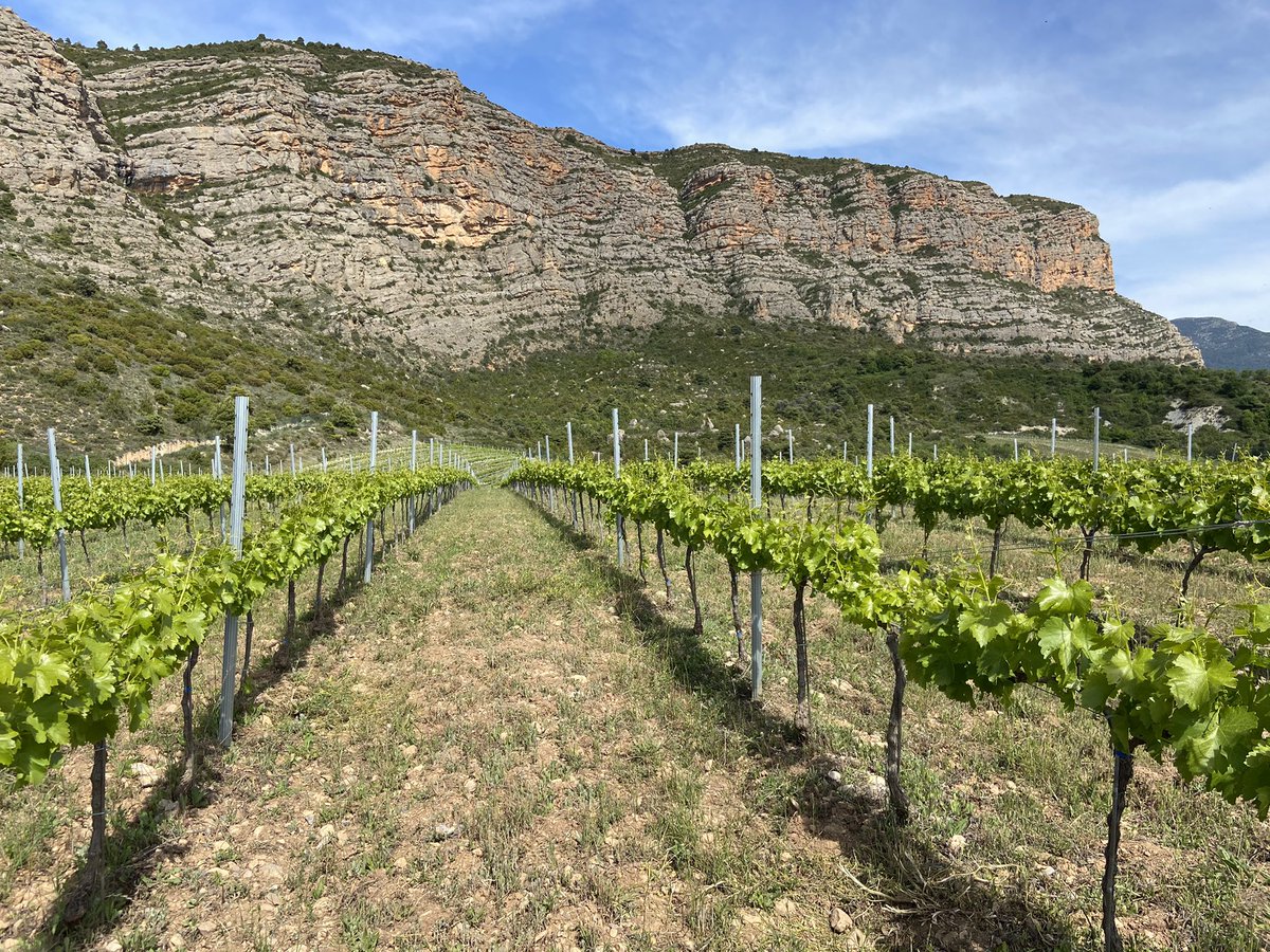 rtroyano's tweet photo. Pau, calma, quietud... Vinyes a + de 950 mts d’alçada a recer del Roc de #Pessonada i amb vistes al pantà de Sant Antoni. Un projecte transformador de vins naturals d’una família emprenedora q retorna la vinya al paisatge pirinenc #vitipirineu #vinspirineus #vicatalà https://t.co/F0qIejQjCL