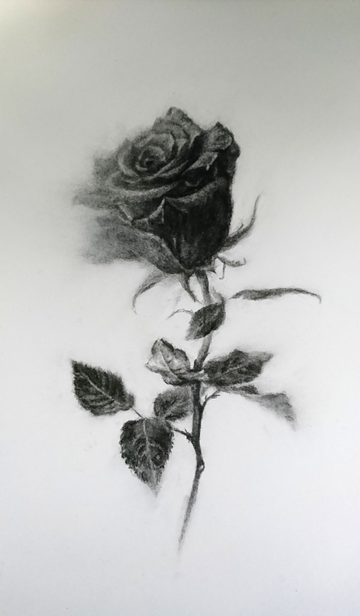 黒木千冬 Auf Twitter Untitled 薔薇 鉛筆 この絵は ここ迄でいったん休ませます 絵 鉛筆画 薔薇 花 植物 アート イラスト 創作 アナログ絵 スケッチ Art Drawing みんなで楽しむtwitter展覧会 T Co Gojrfyk5ga Twitter