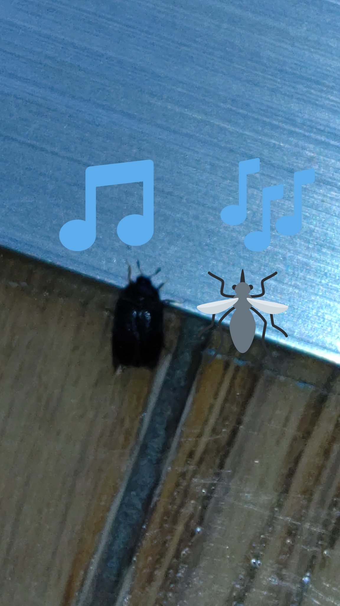 ヒメカツオブシムシ Twitter Search Twitter