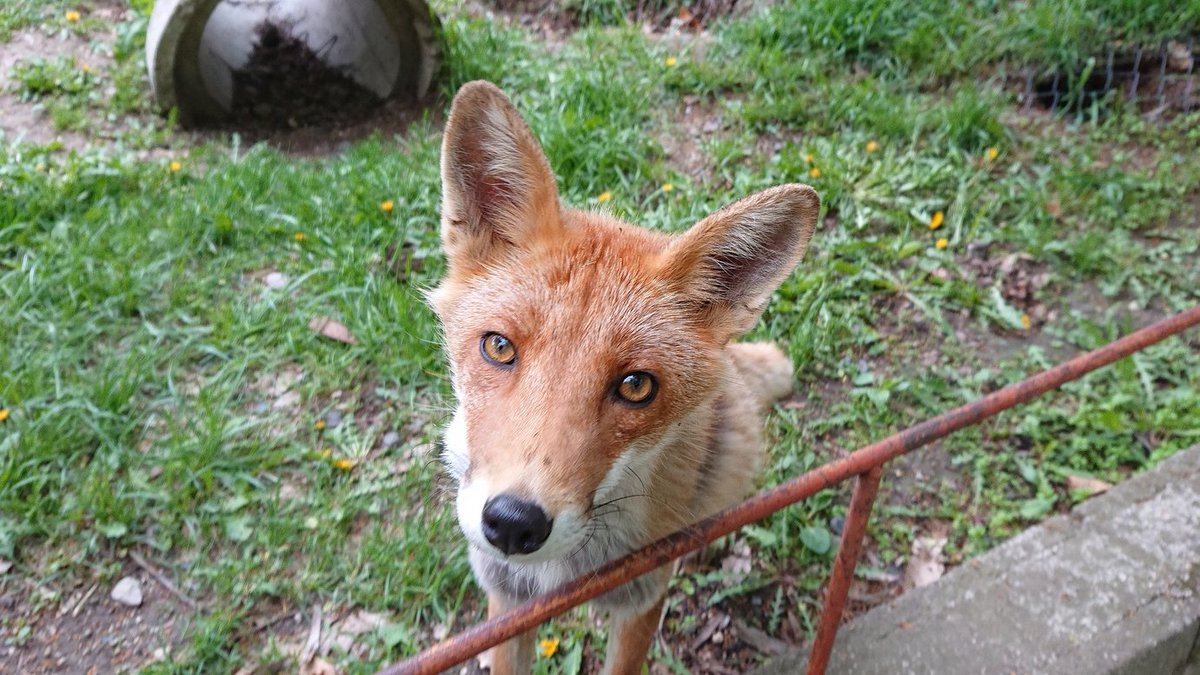 北きつね牧場 公式 飛んでる虫を見つけるとパクッと食べてしまう 達 その虫が蜂とか刺す虫だったら 食べたね あさひ 次の日の朝には腫れがひいてたのでご安心下さい 北きつね牧場 キタキツネ 蜂を食べるとこうなります