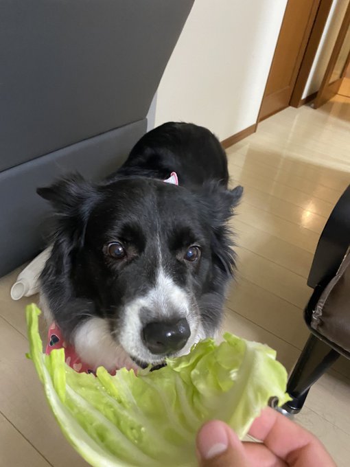 レー犬さん の最近のツイート 15 Whotwi グラフィカルtwitter分析