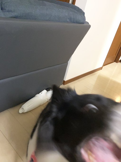 レー犬さん の最近のツイート 15 Whotwi グラフィカルtwitter分析