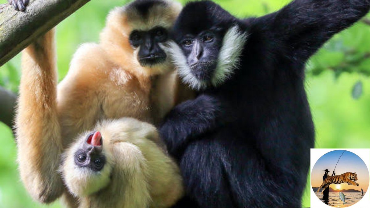 WildlifeKb's tweet photo. Funny gibbons playing... watching the video and enjoying..lf you like this video.. please subscribe and share my channel

Link:
https://t.co/8Z5lfSEfUN https://t.co/FQ0pWe5iGa