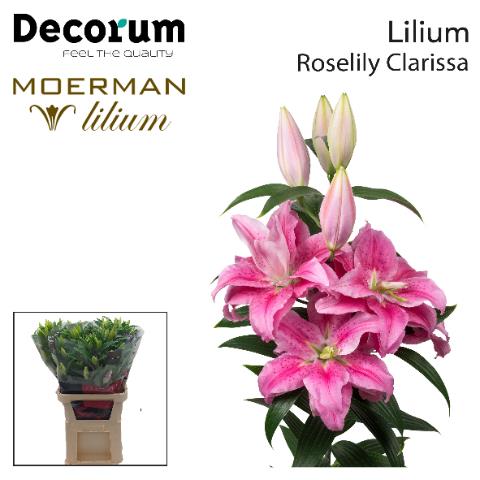 Klok 1 Naaldwijk tweet media