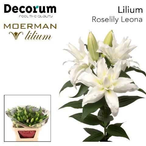 Klok 1 Naaldwijk tweet media