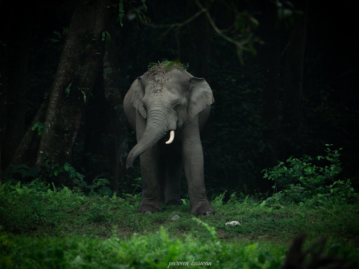 ParveenKaswan's tweet photo. This one has crowned himself as king of the forest. Rightly so. Elephas maximus indicus. https://t.co/lEWWaQcrAq