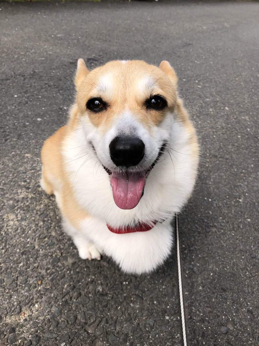 コーギー犬ももちゃんねる Momochannel0101 Twitter コーギー犬ももちゃんねる Momochannel0101 Twitter