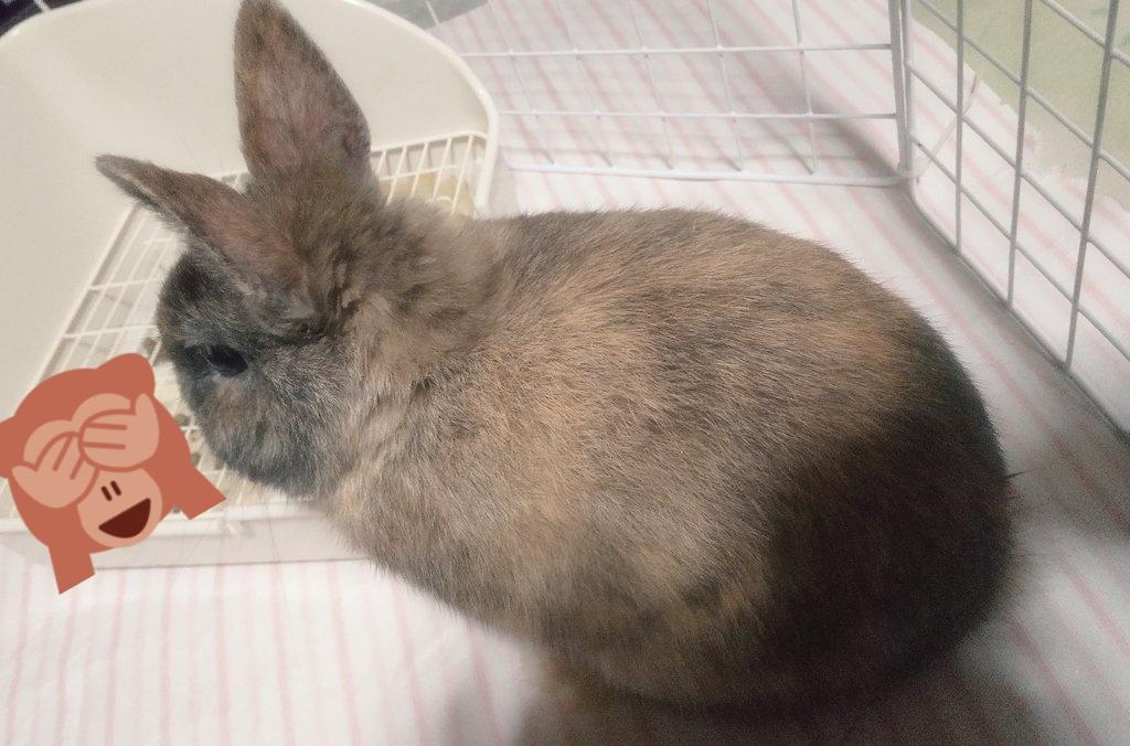 _fuutime_'s tweet photo. うさぎ飼ってると「寂しいと死んじゃうんでしょ？」って言われるけど、ふうたに相手して貰えなくて死んじゃいそうになってるのは飼い主の方です。寂しい…こっち向いて… https://t.co/1nvRUKl6e1