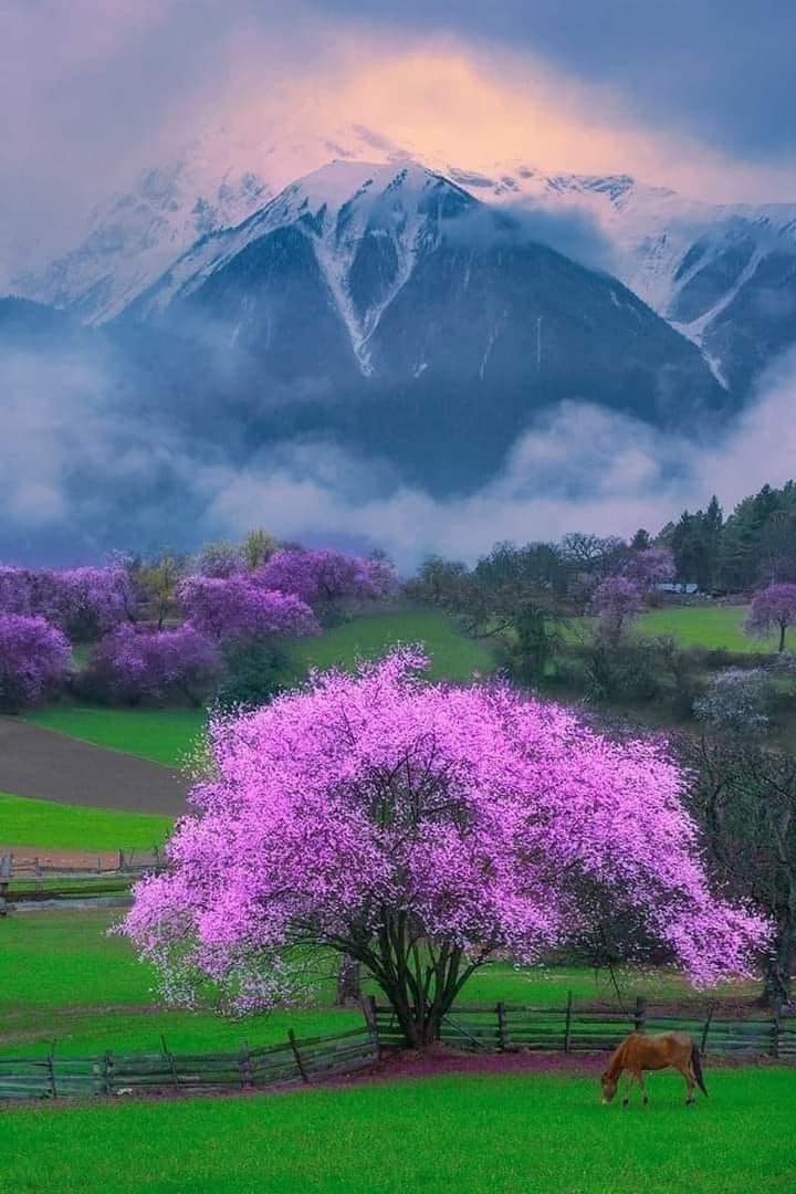 OnlyNatureplace's tweet photo. Good Day Friends ❤ https://t.co/Jp8mgUtBYb