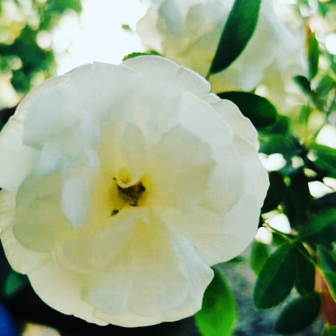 LaneHaddad's tweet photo. Your greatness is not what you have, it's what you give.
#give #learntogive #Share #sharing #learntoshare #begenerous #phonephotography #photography #NaturePhotography #naturelover #nature #flowerphotography #Mindset #wisdom #knowledge #ATTITUDE #character #flower https://t.co/fT17tkl4M4