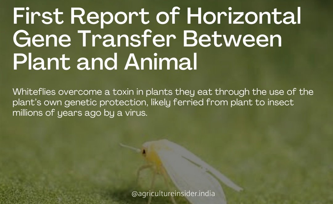 The first known example of horizontal gene transfer between a plant &amp; an animal, a pest known as the whitefly acquired a gene from various plants it feeds on. The gene protects the insects from phenolic glycosides, toxins that plants produce to defend themselves against pests.