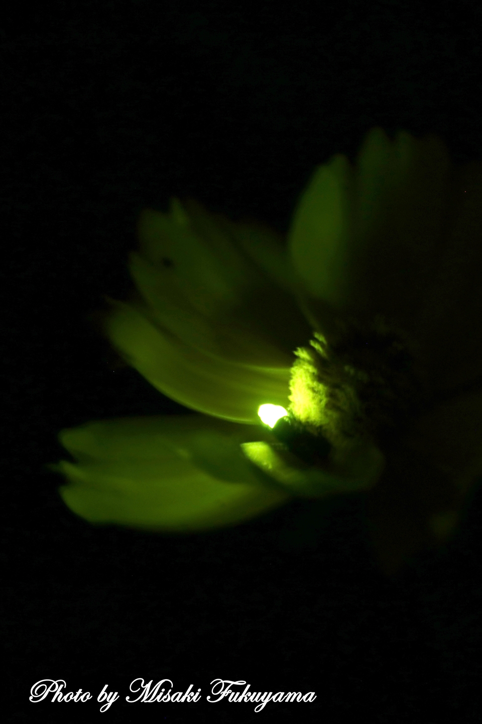 福山美咲 ハートフルphotographer Misaki Fukuyama Twitter