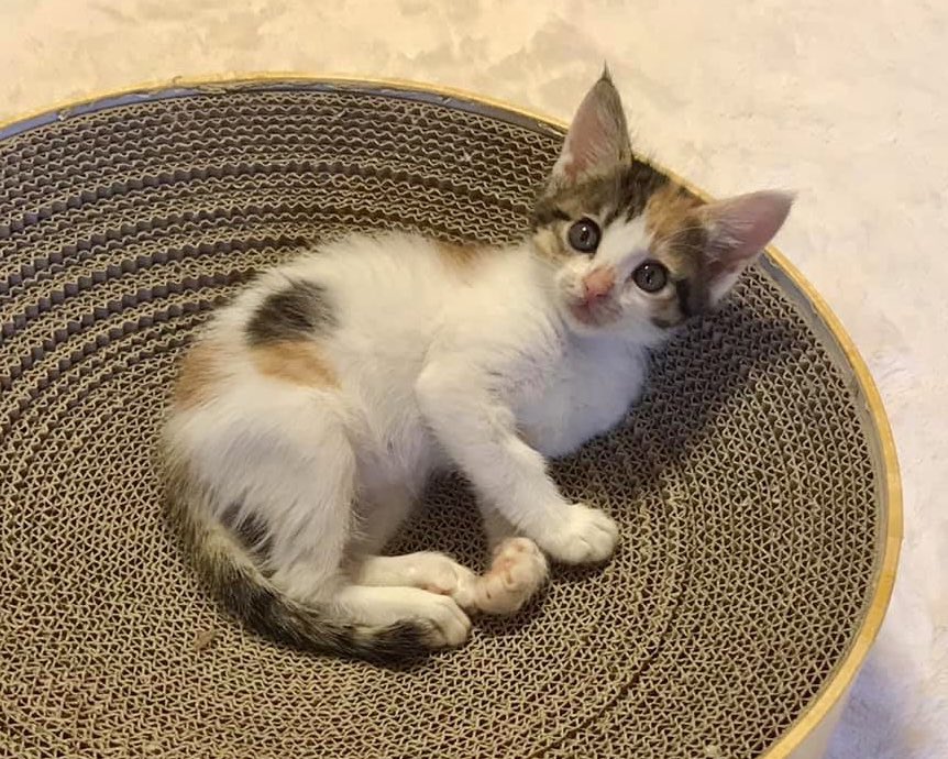 保護猫カフェうたたね Necoutatane Twitter