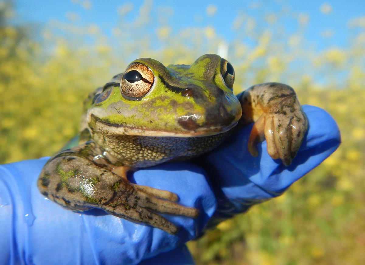 BidgeeMER's tweet photo. This review by @ilwscsu PhD candidate Anna Turner provides new research and management advice to help improve frog populations affected by the #chytrid fungus #wildoz #southernbellfrog #litoriaraniformis
https://t.co/7KerZtjiMr https://t.co/fefzdoO7uT