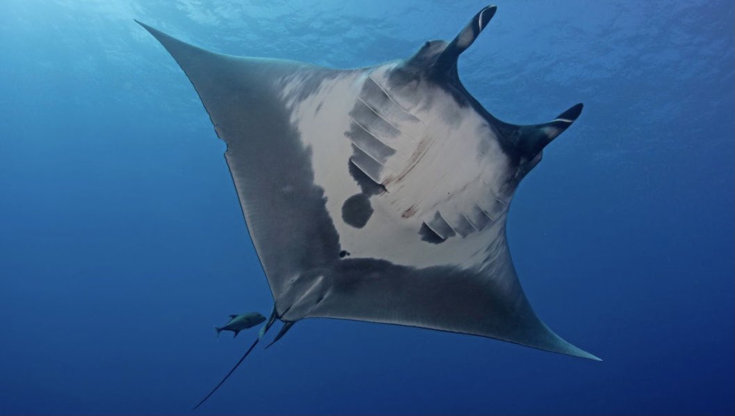 MalibuMiddle's tweet photo. Our school site council voted and our mascot is official! MALIBU MIDDLE SCHOOL MANTA RAYS 🤍 Our entire school community was a part of the process thanks to our awesome teachers and kids. (More in comments) https://t.co/m1uX4XeKWF