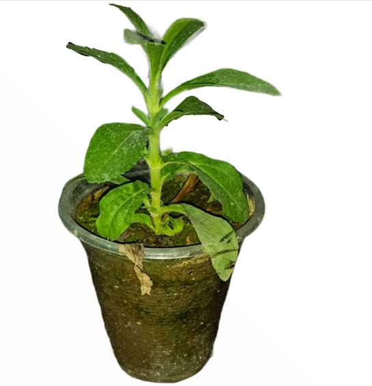 Karachi Plant (KarachiPlant) Twitter