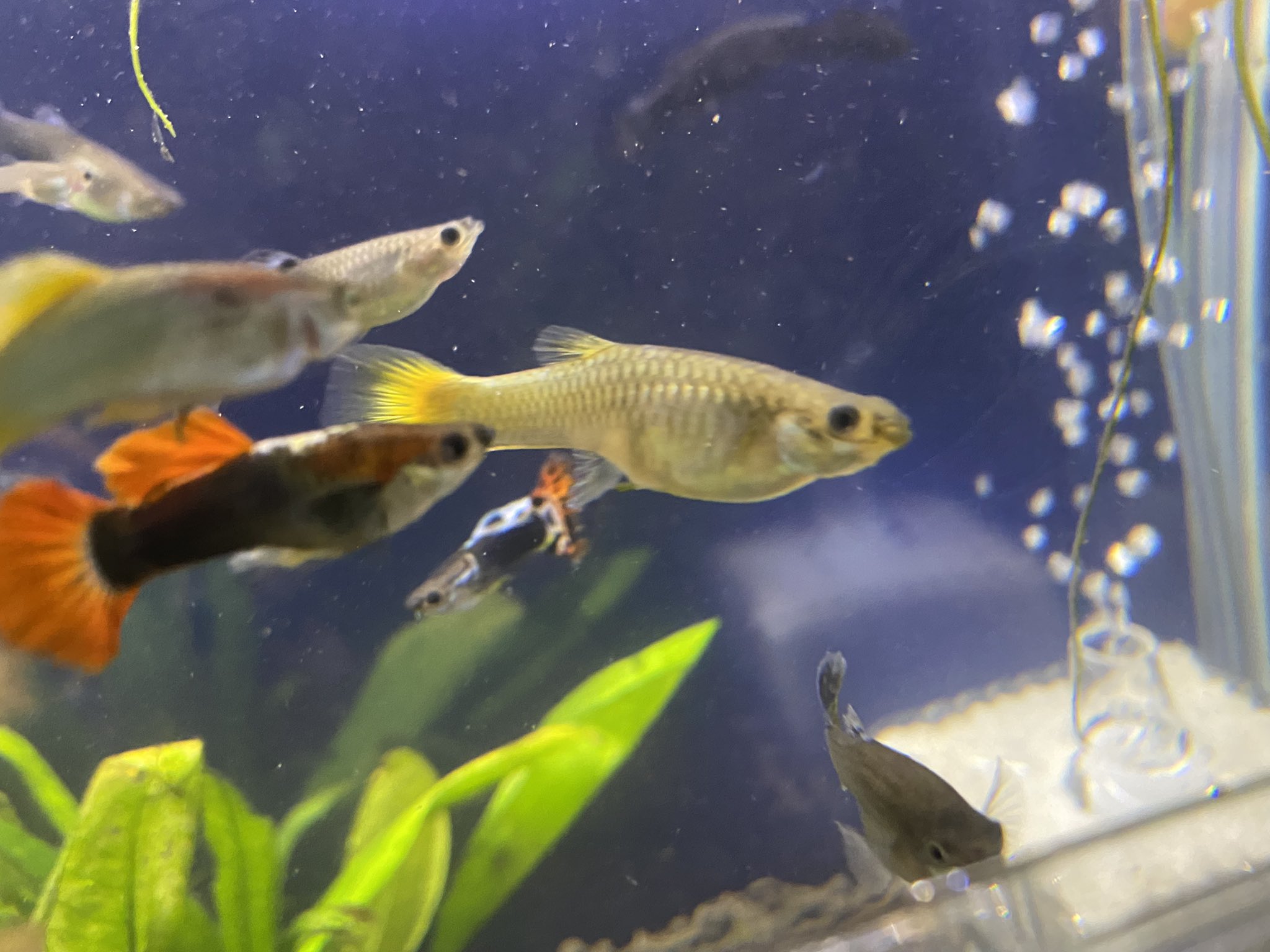 グッピー稚魚 Twitter Search Twitter