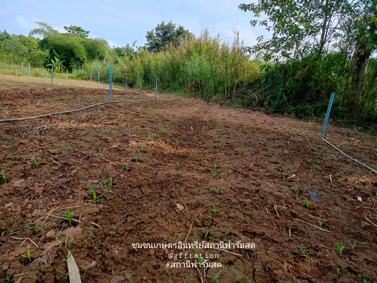 gffstation's tweet photo. อัพเดจการเจริญเติบโต #ข้าวโพดอินทรีย์  🌱มาล้าววว🌽Organic🌽 https://t.co/jVb4pNW8i8