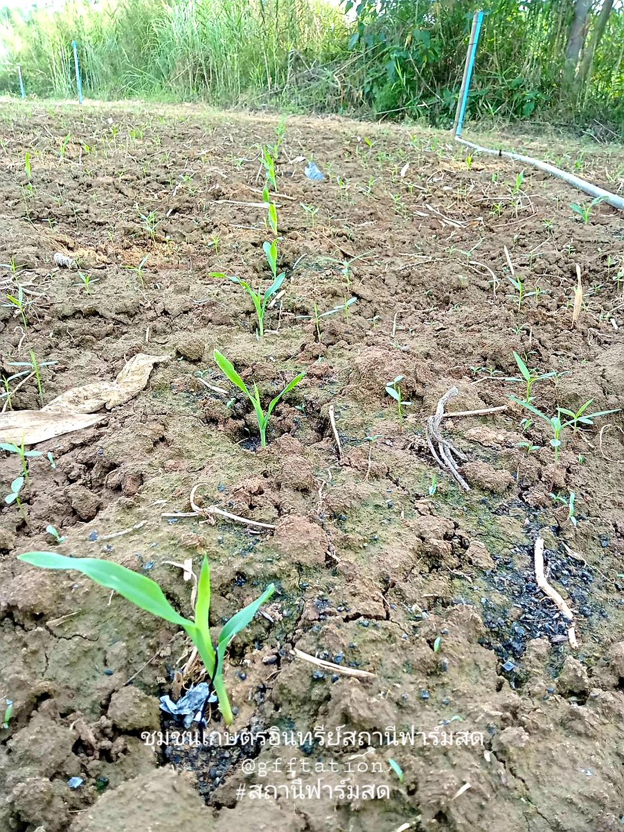 gffstation's tweet photo. อัพเดจการเจริญเติบโต #ข้าวโพดอินทรีย์  🌱มาล้าววว🌽Organic🌽 https://t.co/jVb4pNW8i8
