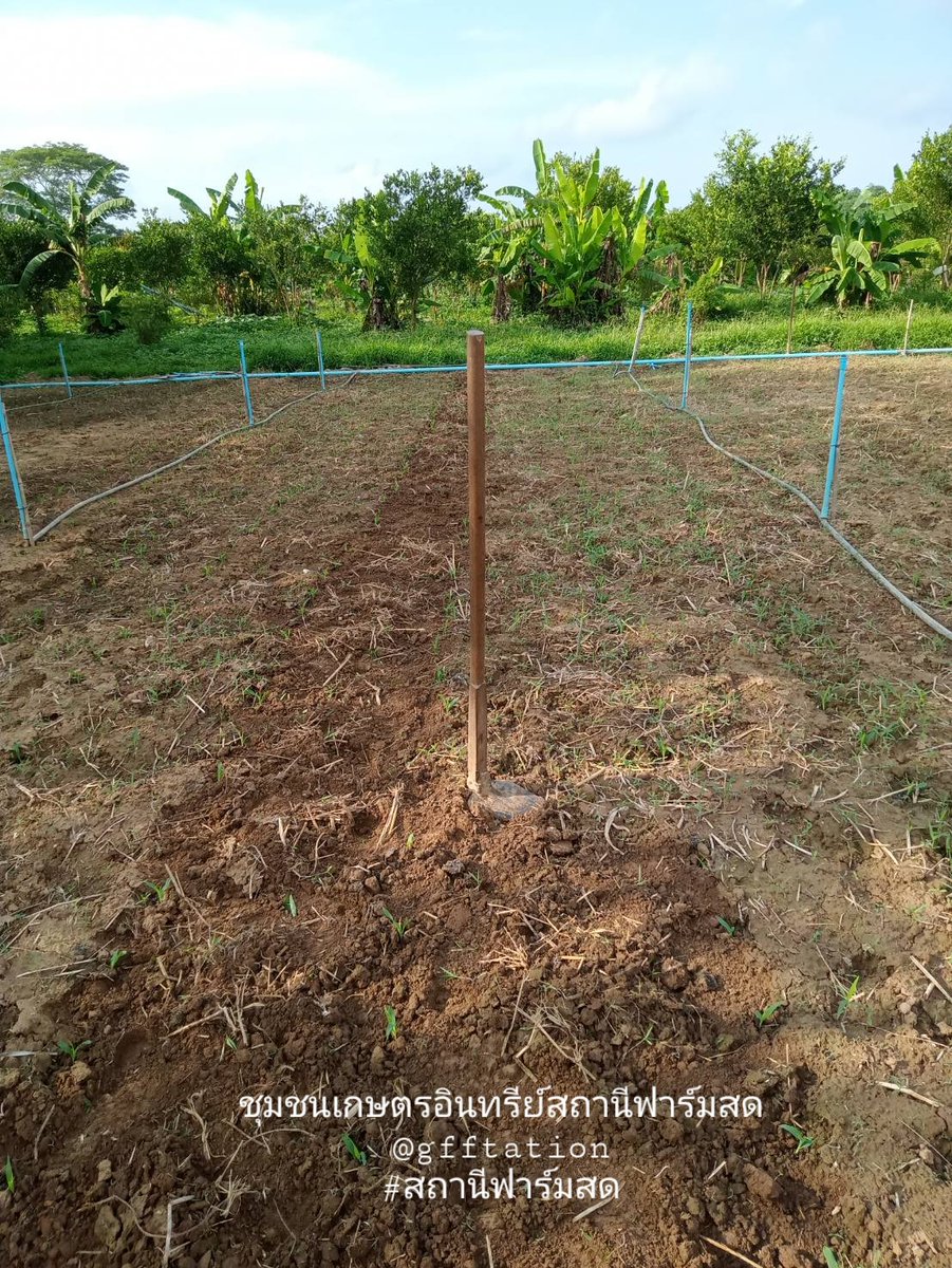 gffstation's tweet photo. อัพเดจการเจริญเติบโต #ข้าวโพดอินทรีย์  🌱มาล้าววว🌽Organic🌽 https://t.co/jVb4pNW8i8