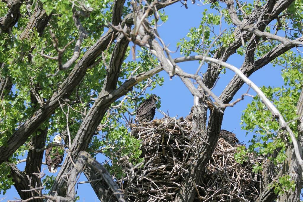 SarahMahiHarder's tweet photo. How many eagles can you spot in this picture? 

😍🦅 #exploremb #eagles #birdsofinstagram #natgeoyourshot #wildlifephotography #yourmanitoba #exploremanitoba #eaglephotography #eaglesofinstagram #eaglenest #birdsofprey #sigma100400mm #canon60d #hellosp… https://t.co/Mqs5Ql9hdC https://t.co/t2yuWNJ8kk