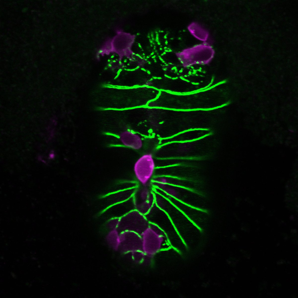 VKDBiologist's tweet photo. My paper on cell extrusion is out in print in the 27th May issue of @Nature ! Have you read it? Did you like it? Have you #SharedIt ? Here’s the free link: https://t.co/qMVzJREQ5k .Please spread the word - RT! #sciart #CellBiology #Microscopy #FluorescenceFriday @MITBiology https://t.co/xIQoakb29C