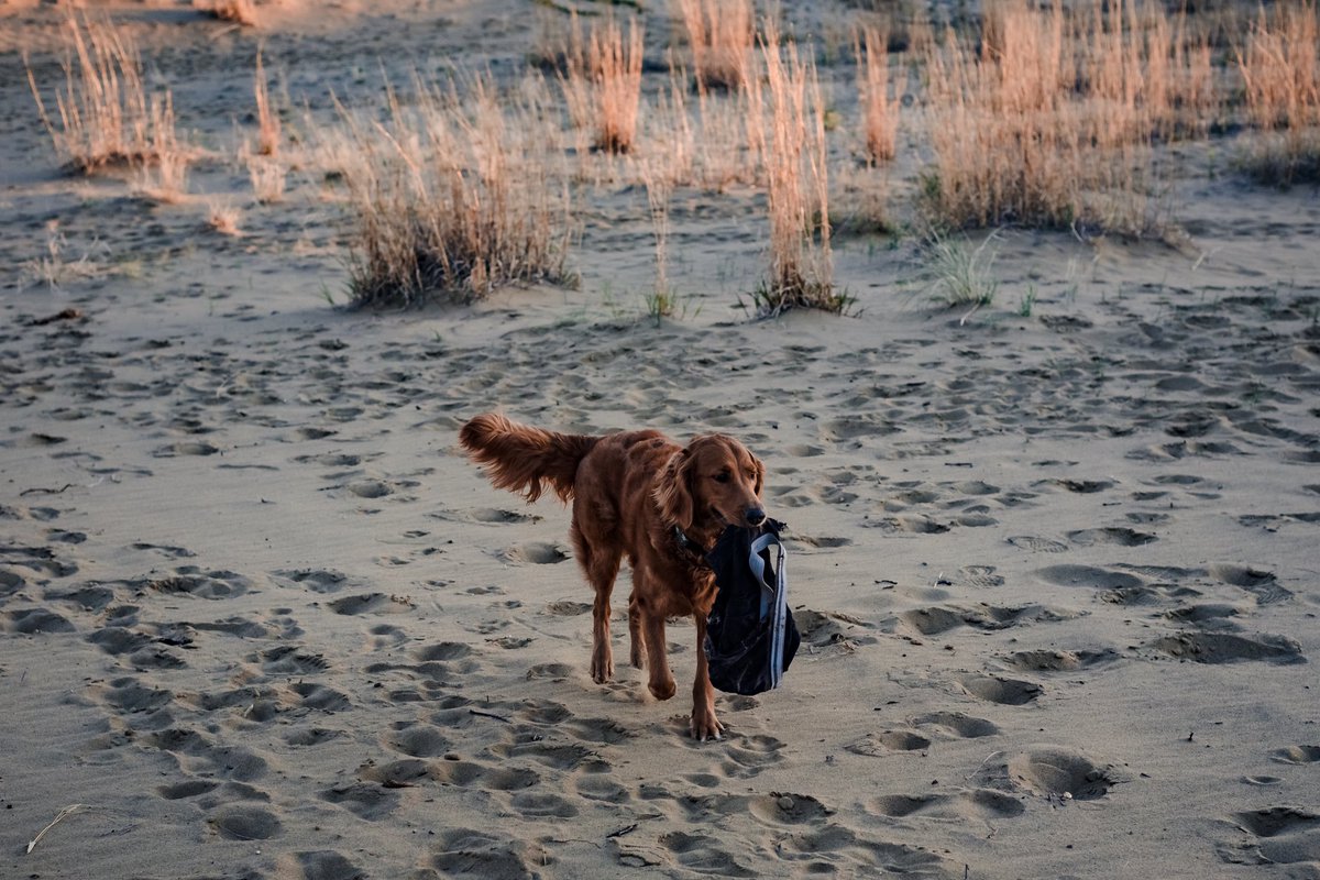 TaylorBoehlig's tweet photo. To the poor soul who shit themselves at the Spirit Sands, the dog I was doing a photo shoot of tonight found your poo covered Denver Hayes undies in the bushes and wouldn’t let them go. Next time you shit yourself please considering packing in and packing out 😂 https://t.co/GXzPV6OLv9