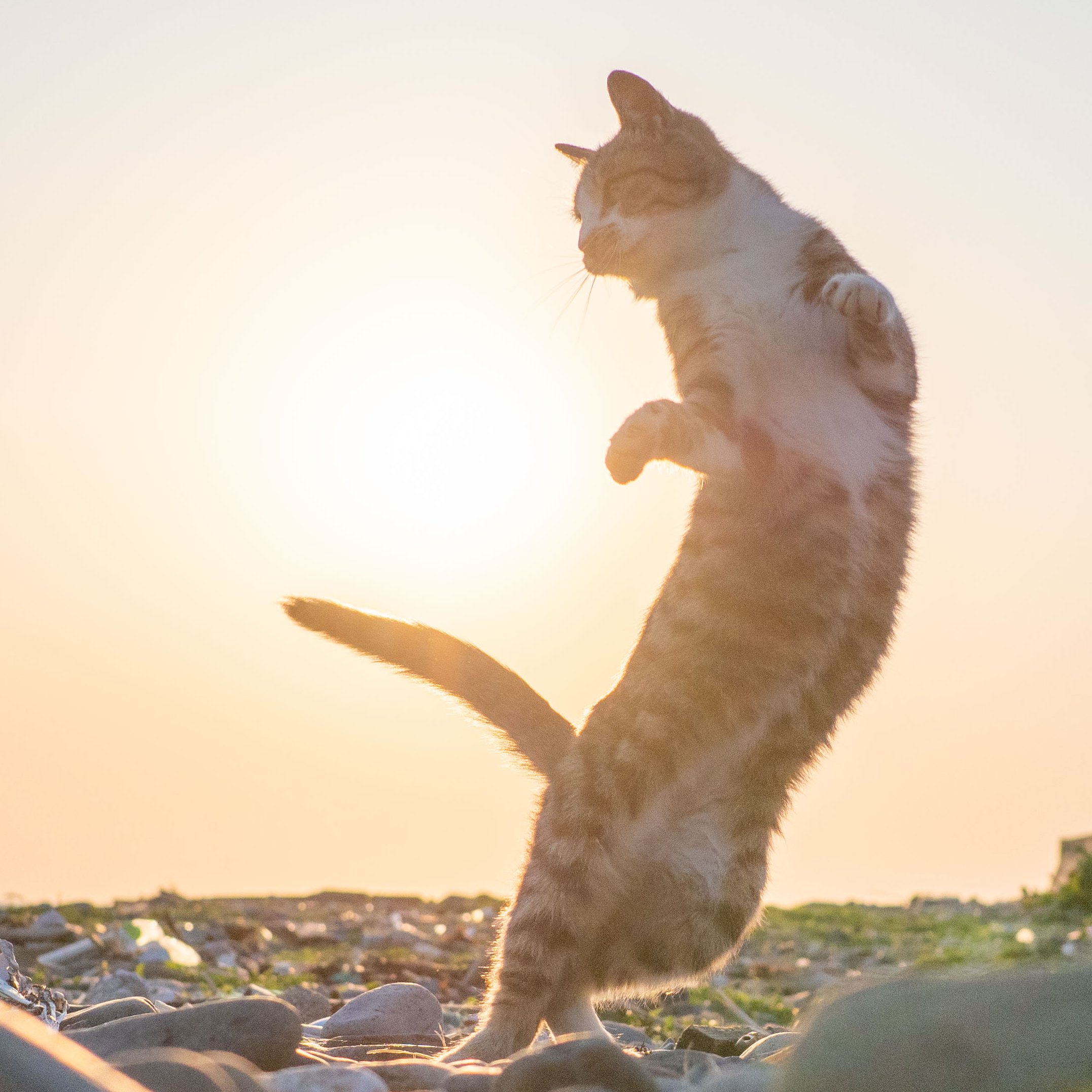 久方 広之 のら猫拳 海辺の夕焼けをバックにポーズを決めまくる熱い野良猫ダンスバトルの光景が美しすぎる T Co 7hc5cxd9yt Twitter