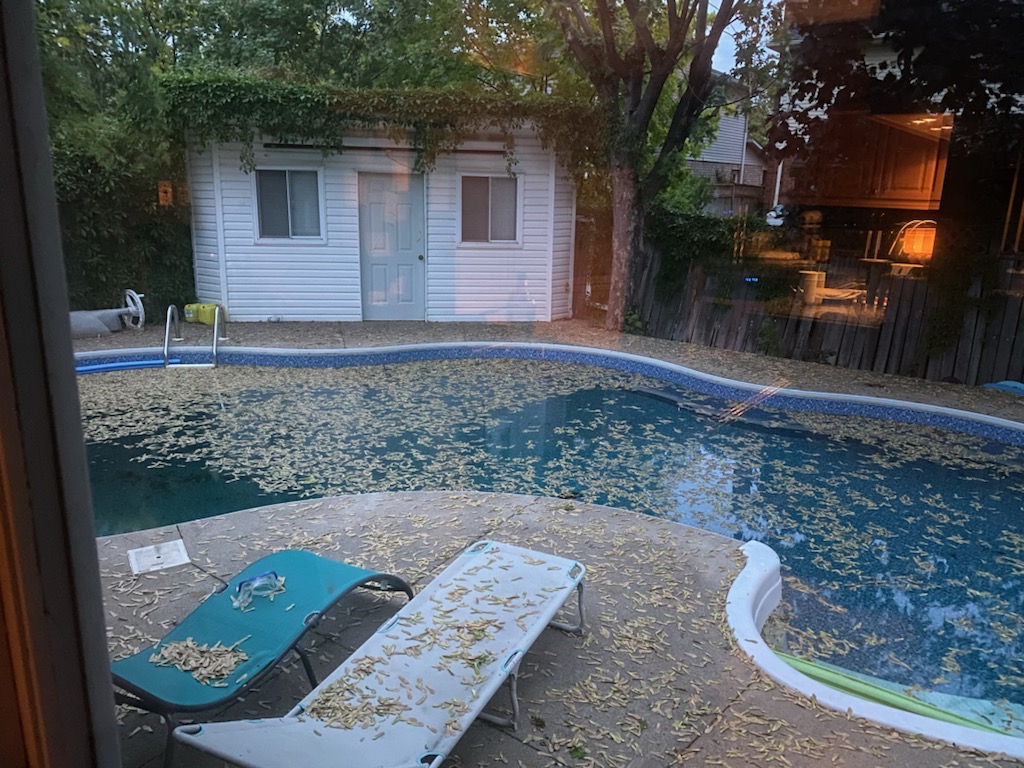 darrylw71's tweet photo. Sooo.... its windy out. ๐๐ knew this was coming as it happens every year, but GOD DAMN !
#PoolParty #maplekeys #helicopter #PainInTheASS https://t.co/JWO36Eh4P4