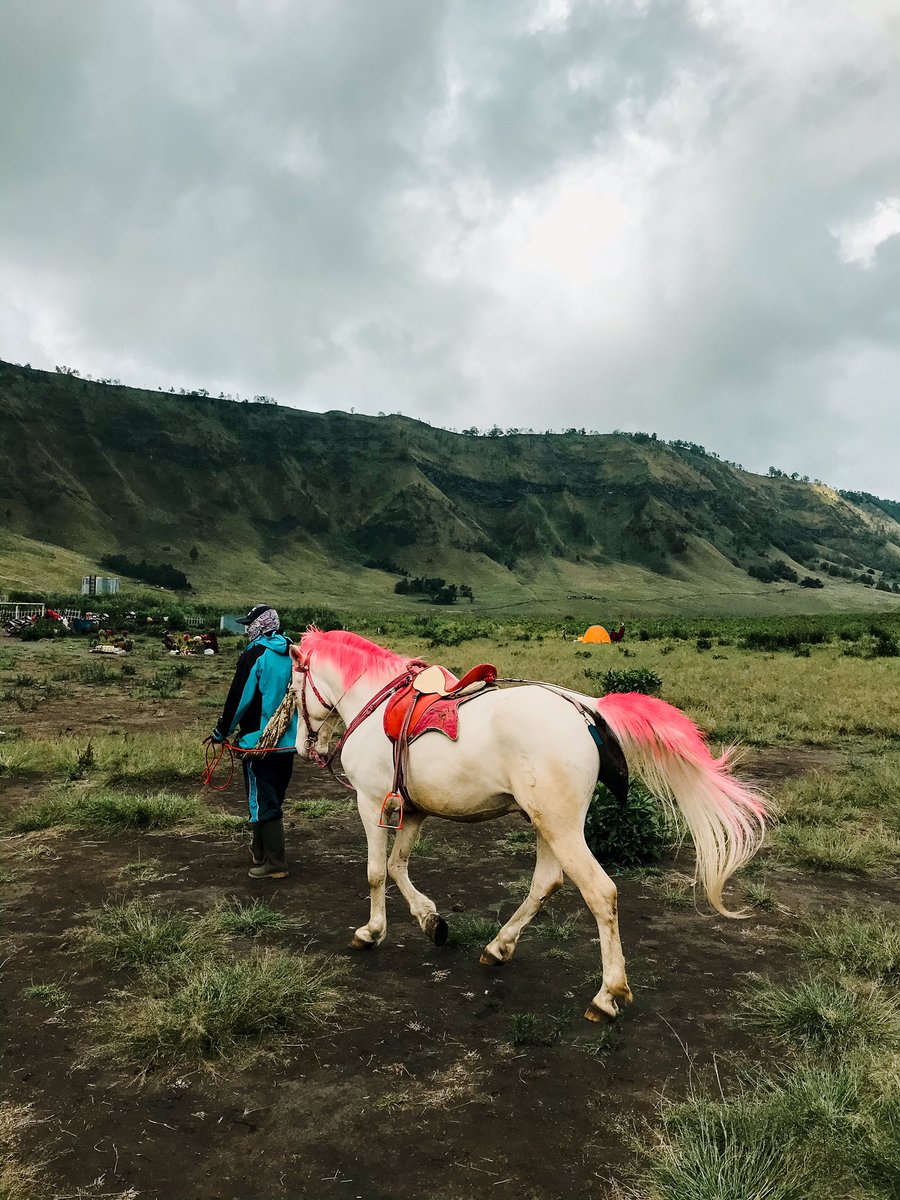 fadlimuu's tweet photo. Tahun kemarin memang nggak pernah kemana2, udah lagi jenuh dan pusing akirnya November 2020 nyempetin ke Bromo. Nggak nyesel sih, pas itu kondisi bener2 lagi hijau banget. #iphone #bromo https://t.co/hshZTAYeu1