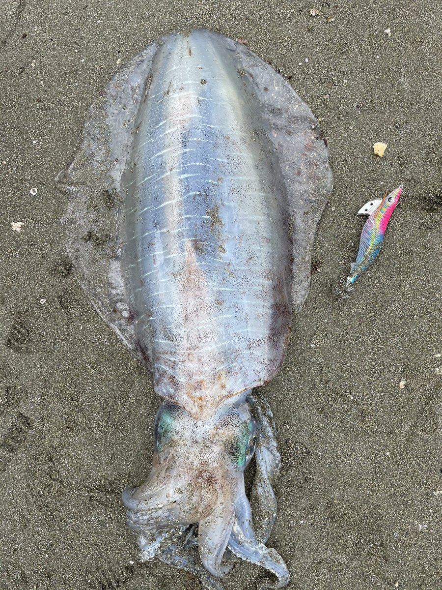 hirofishOita's tweet photo. デイゲームでこのサイズはやばい！
久しぶりに震えた

3キロオーバー🦑
#エギング　#大分県　#佐賀関　＃釣り
#エギ王Kスケキャン3・5号　#春イカ
#釣り好きと繋がりたい https://t.co/XeuiW4NZsD