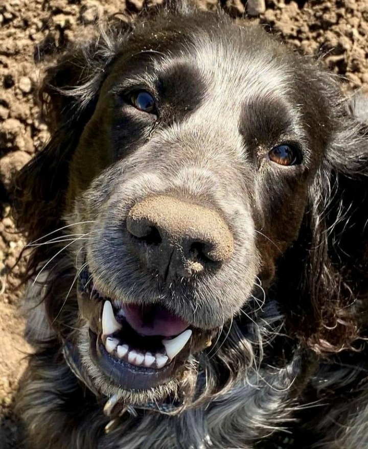ScotBordersHA's tweet photo. It's #SBTO #Gardening competition time... Here's Fergus to tell you more... https://t.co/rTbtAUTuvp