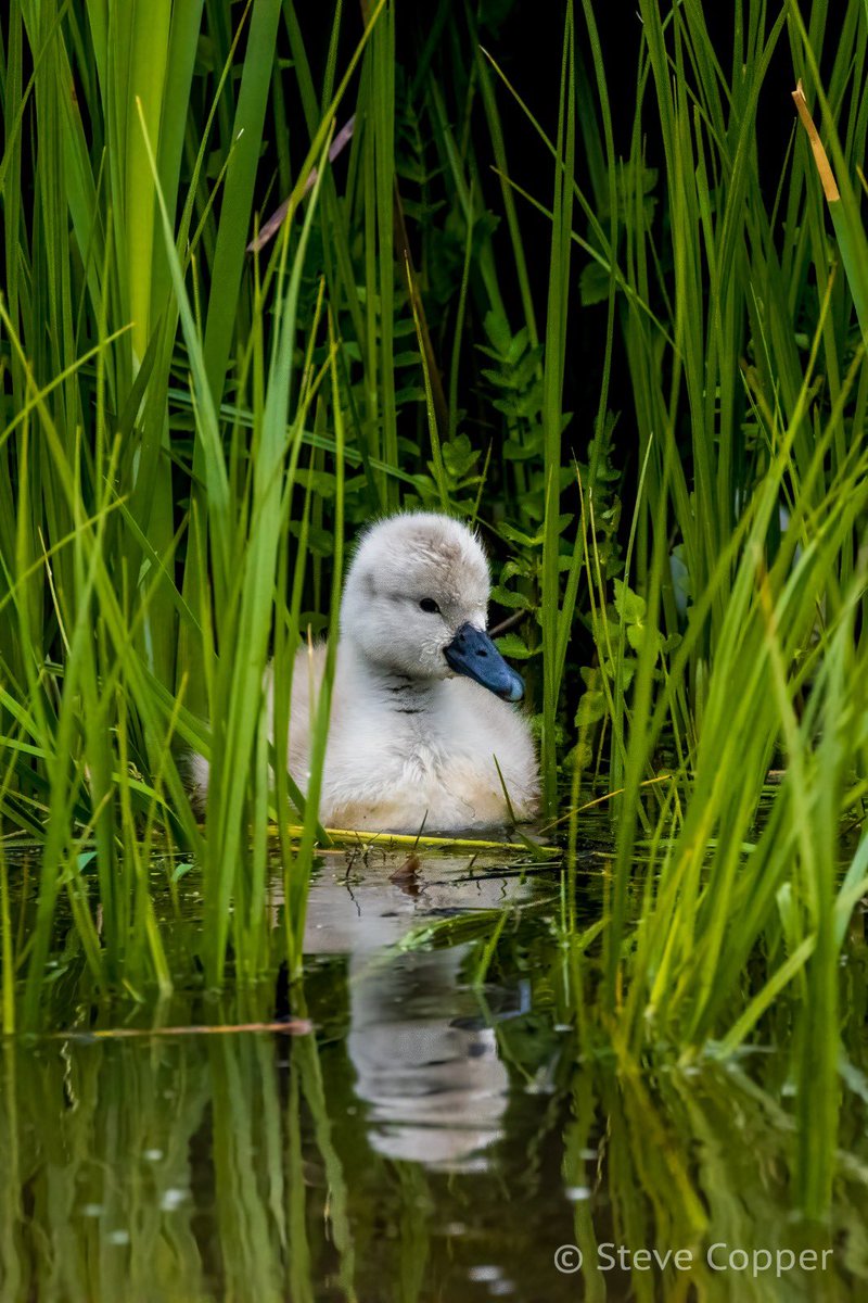 stephen_copper's tweet photo. It’s that time of year for the ‘awe’ factor @BBCSpringwatch @WildlifeMag @Natures_Voice https://t.co/kC88EINyLS