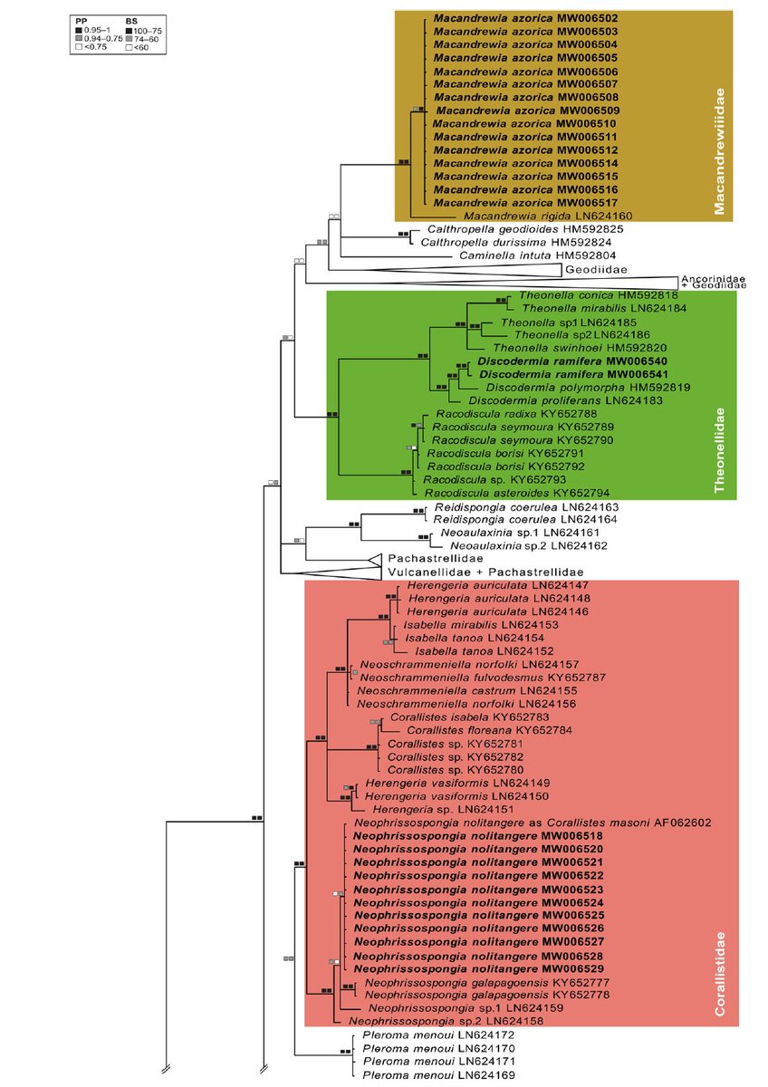 JoanaRXavier's tweet photo. Delighted to share our new OA publication on #deepsea #rock #sponges of the Azores archipelago, just out 
@FrontMarineSci. Great team work with David Rees, Raquel Pereira, Ana Colaço, @ChrisKPham and @fccarvalho12 🙌
@DeepSea_Sponges #SpongeThursday
🔗https://t.co/wKarj57Lux https://t.co/Zh4RBR633d