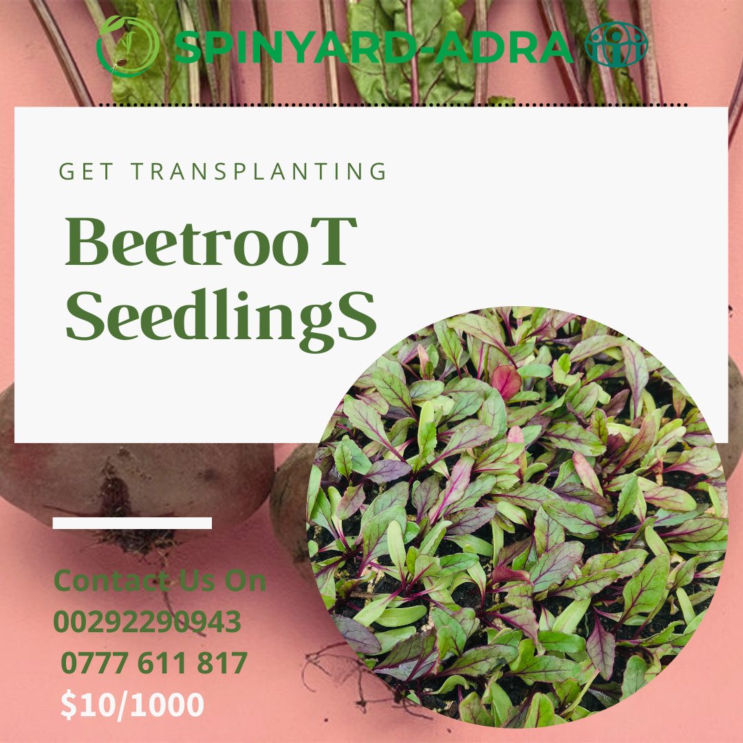 SpinyardS's tweet photo. The future belongs to those who believe in the beauty of their dreams."                       Beetroot Detroit Seedlings ready ! https://t.co/kTSkv3Gwo9