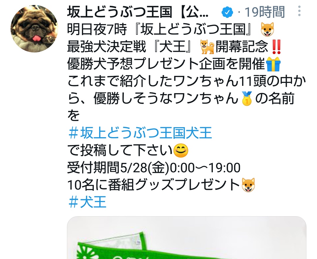 坂上どうぶつ王国犬王 Twitter Search