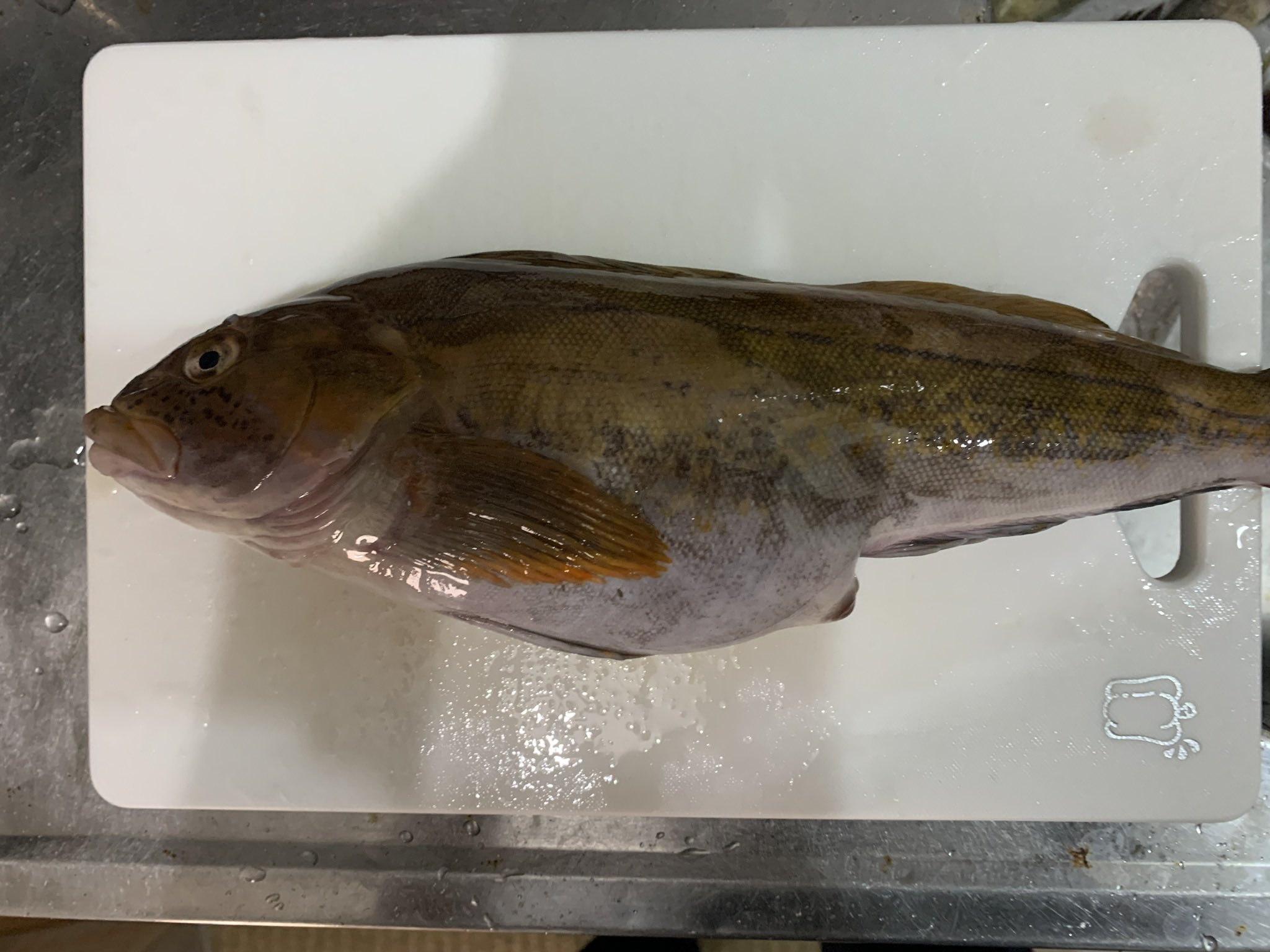 田邊 祐真 塩焼き 刺身 サザエの塩茹で の定食 刺身はカワハギとホウボウ 塩焼きは魚の名前がわからない 笑 詳しい方教えてください 祐飯 T Co 0bqnmccyco Twitter