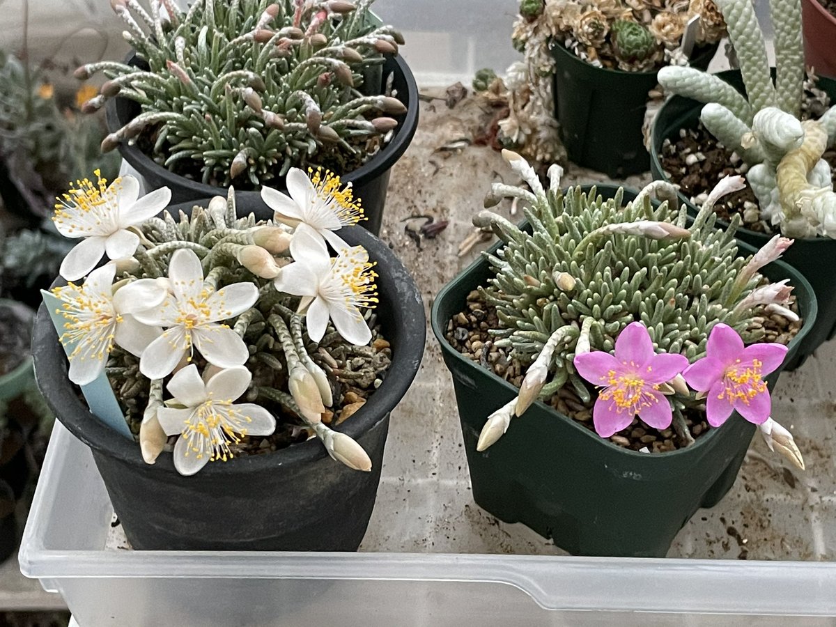 アボニア クイナリア アルストニー　大きめ アボニア クイナリア アルストニー 大きめ アボニア・クイナリア